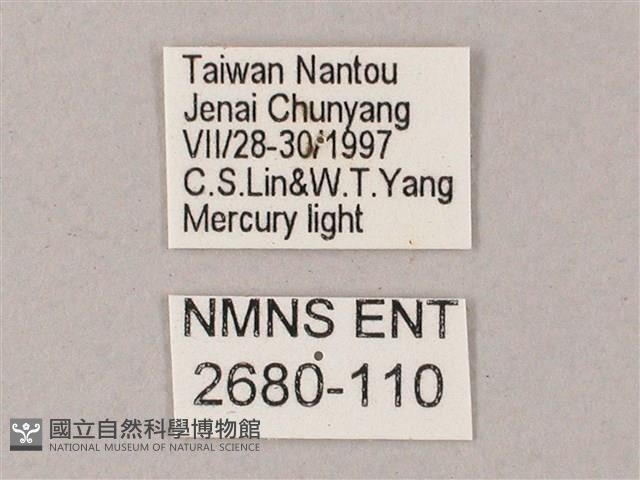 榆綠天蛾藏品圖，第3張