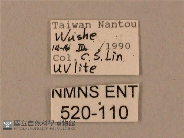 臺灣鋸翅天蛾藏品圖，第3張