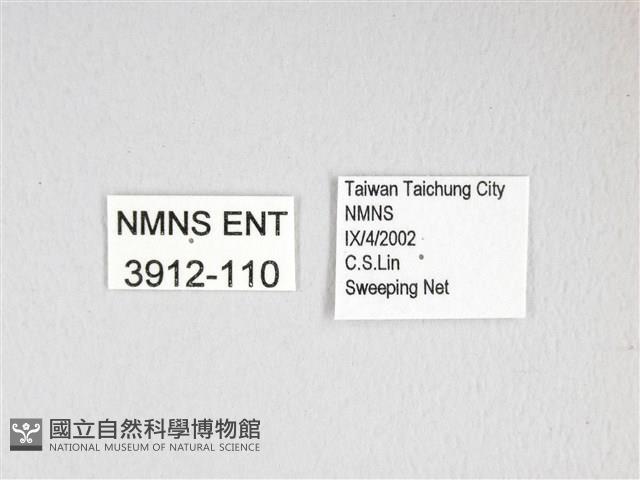 膝帶長喙天蛾藏品圖，第3張