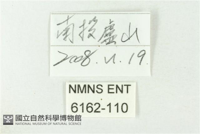 秀洒灰蝶藏品圖，第3張