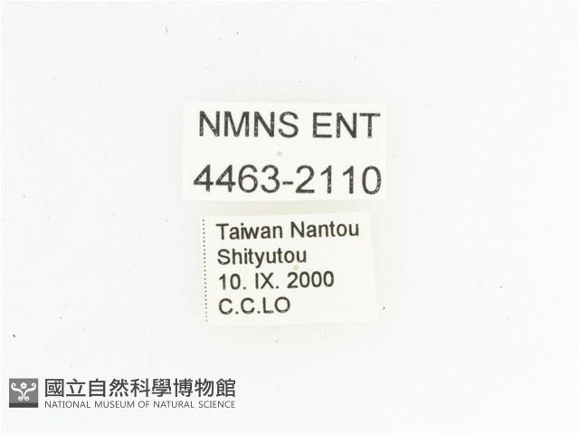 臺灣小綠花金龜藏品圖，第2張