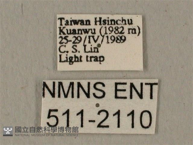 全緣缺角天蛾藏品圖，第3張