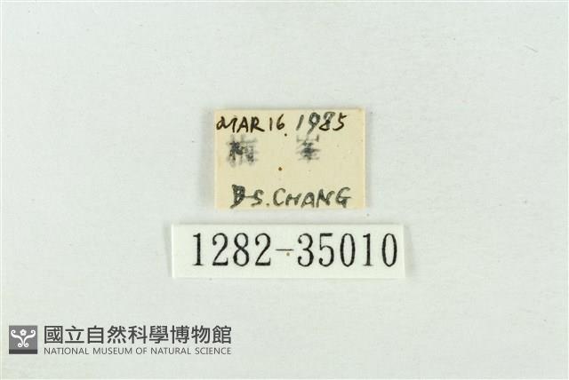 印華波紋蛾藏品圖，第3張