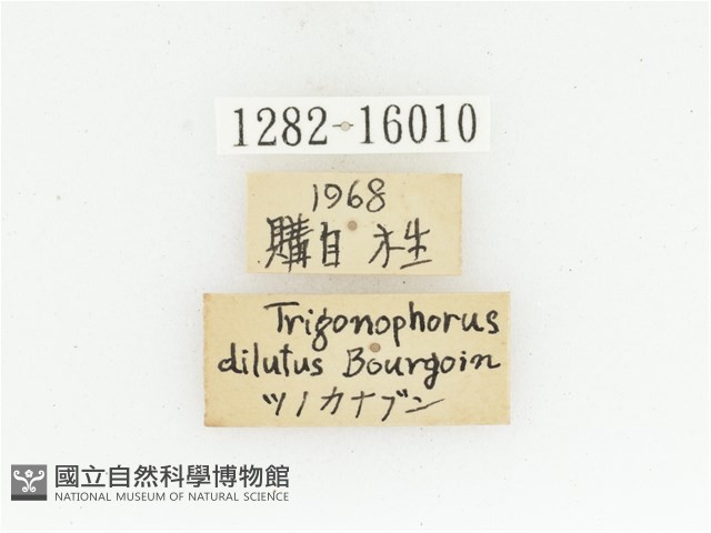 臺灣扇角金龜藏品圖，第2張