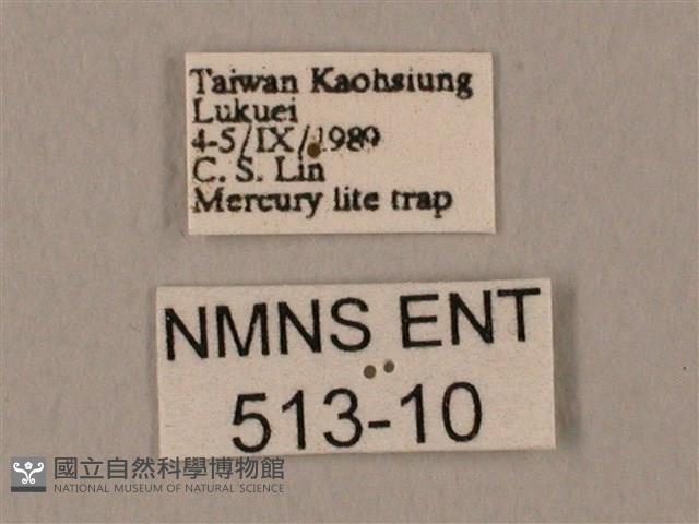 裂斑鷹翅天蛾藏品圖，第3張