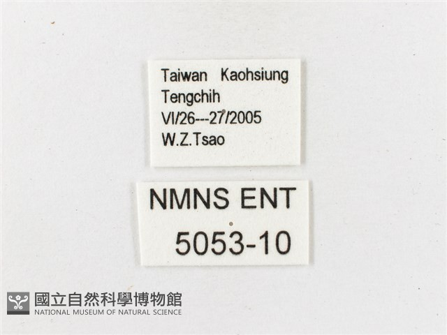 白帶波眼蝶藏品圖，第3張
