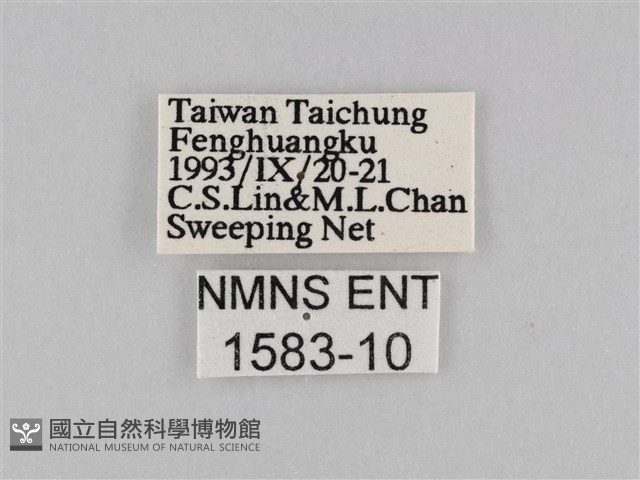 褐翅蔭眼蝶藏品圖，第3張