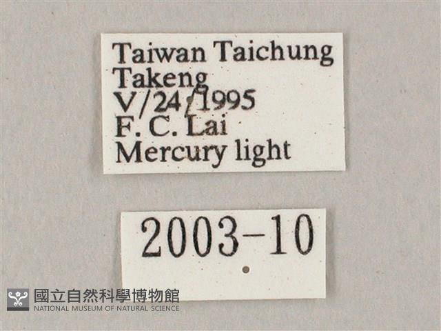 白點天蛾 藏品圖，第3張