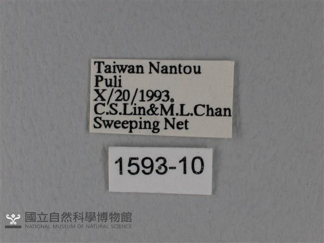 異粉蝶、雌白黃蝶藏品圖，第3張