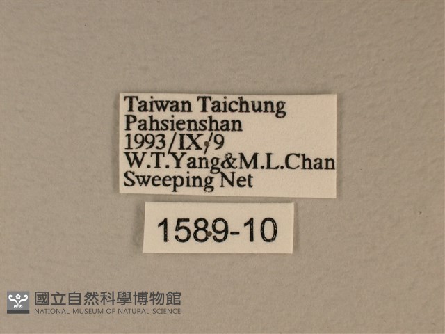 苧麻細蝶藏品圖，第3張