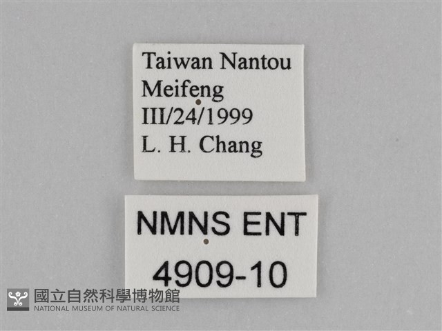 紫帶眉眼蝶藏品圖，第3張