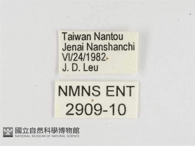 紅玉翠蛺蝶藏品圖，第3張