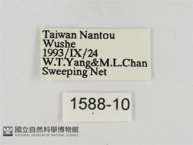 淡褐脈粉蝶藏品圖，第3張