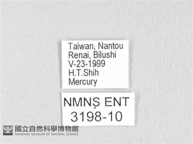 銀肩枯葉蛾藏品圖，第3張