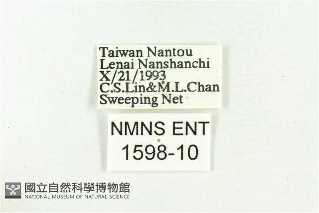 三斑虎灰蝶藏品圖，第3張