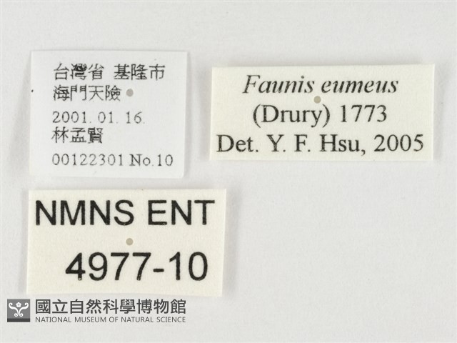 串珠環蝶藏品圖，第3張