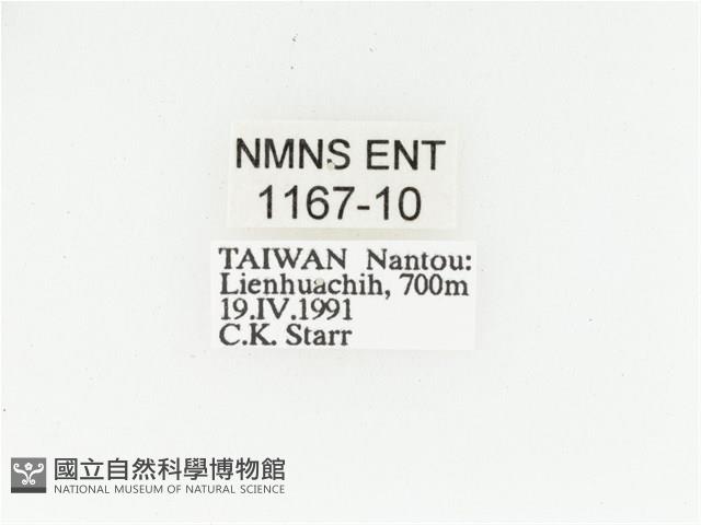 艷金龜藏品圖，第2張