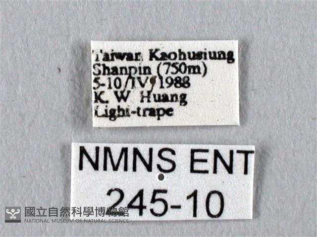 眉紋天蠶蛾藏品圖，第3張