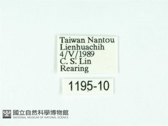 黃肩奇蛾藏品圖，第3張