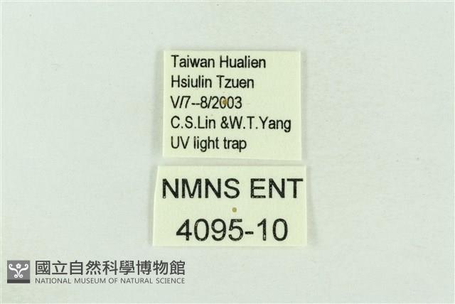 棍棒污燈蛾藏品圖，第3張