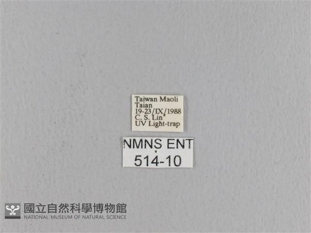 松大毛蟲藏品圖，第3張