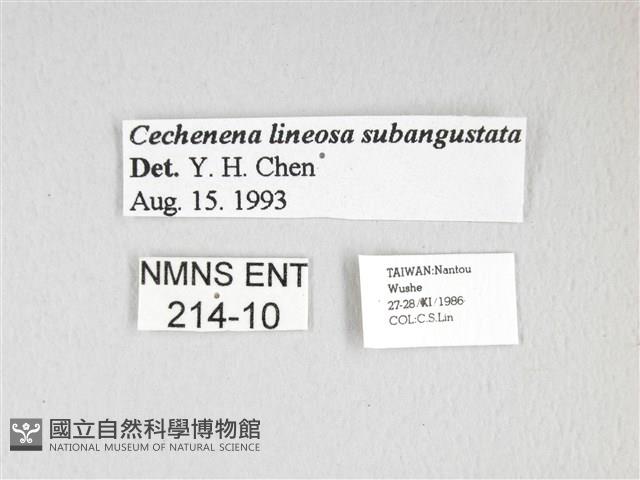 泛綠背線天蛾藏品圖，第3張