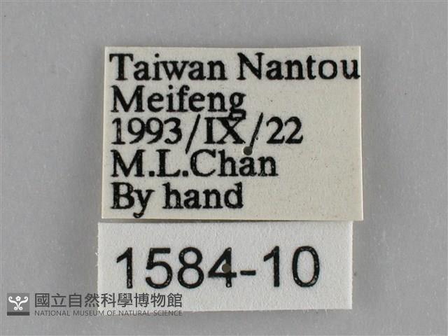 遷粉蝶、淡黃蝶藏品圖，第3張