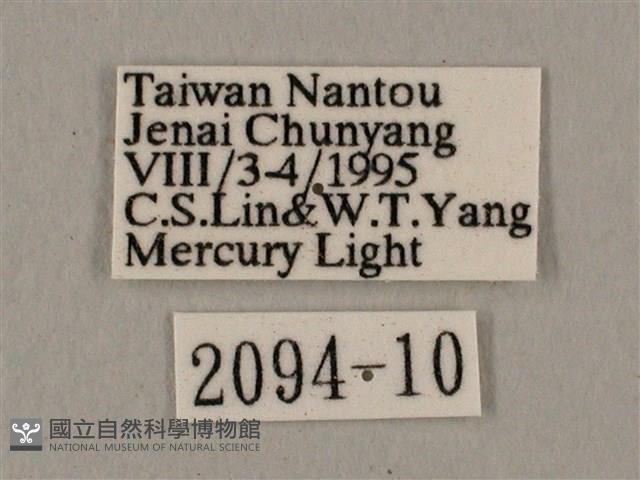 廣東鷹翅天蛾藏品圖，第3張