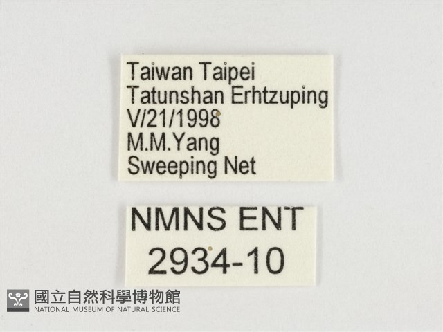 斯氏絹斑蝶藏品圖，第3張