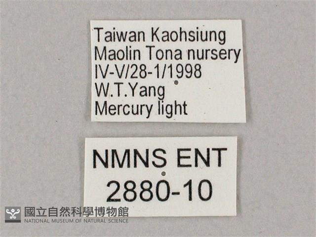 斜綠天蛾藏品圖，第3張