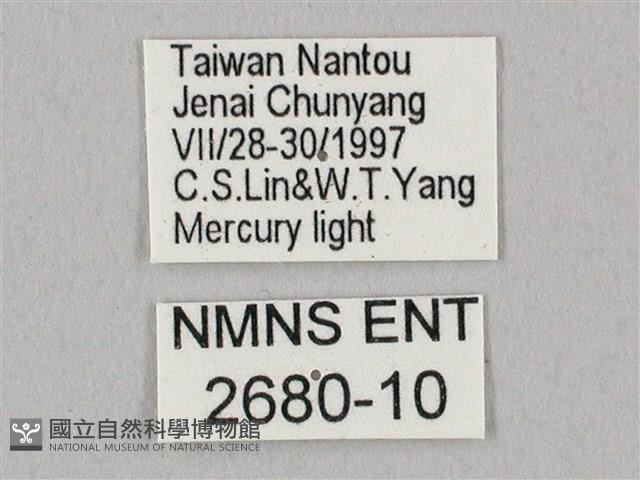 栗六點天蛾藏品圖，第3張