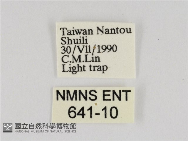線紋篩蛾藏品圖，第3張