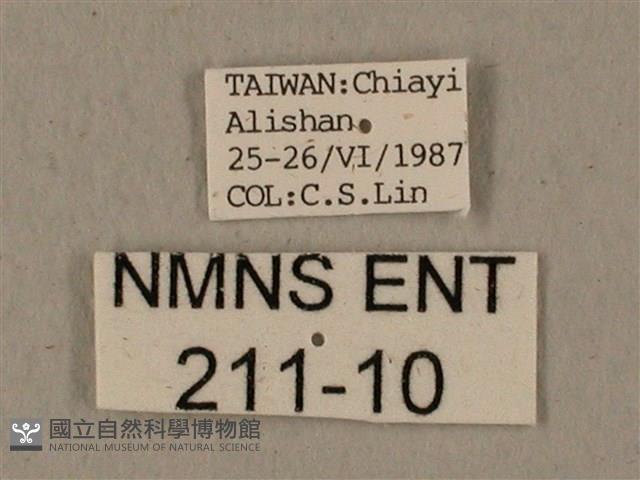 全緣缺角天蛾藏品圖，第3張