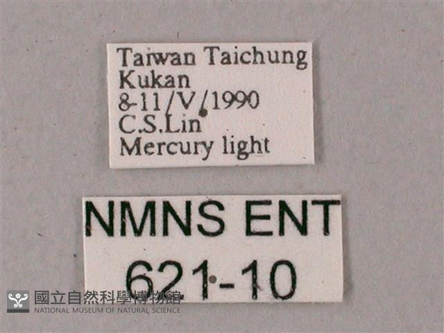 蒙古白肩天蛾藏品圖，第3張