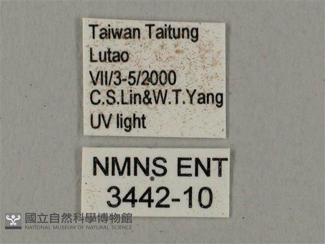 姬缺角天蛾藏品圖，第3張