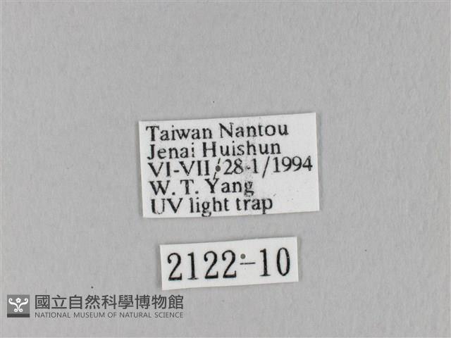 馬尾松枯葉蛾藏品圖，第3張