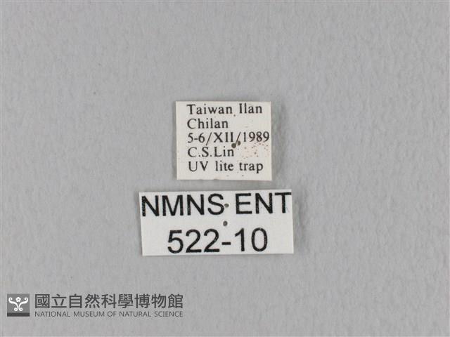 緣斑枯葉蛾藏品圖，第3張