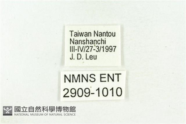 三斑虎灰蝶藏品圖，第3張