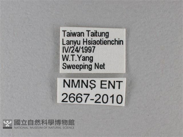 黑脈樺斑蝶藏品圖，第3張