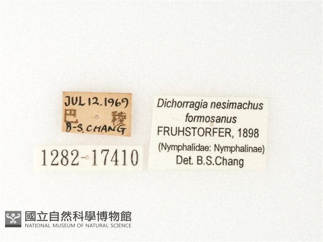流星蛺蝶藏品圖，第3張