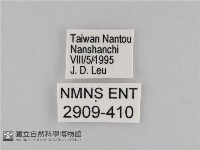 密紋波眼蝶藏品圖，第3張
