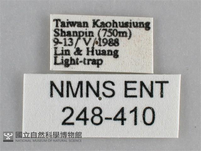 扁刺蛾藏品圖，第3張
