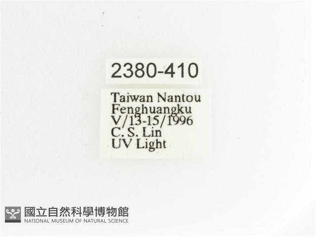 艷金龜藏品圖，第2張