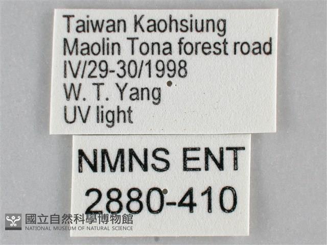 扁刺蛾藏品圖，第3張
