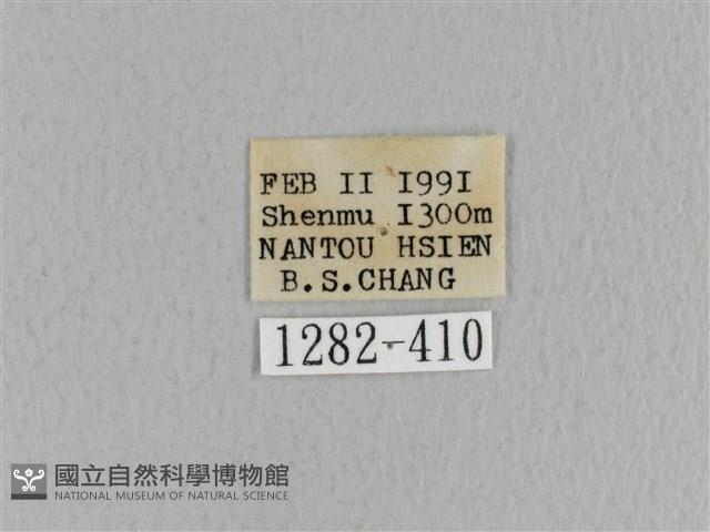 青枯葉蛾藏品圖，第3張