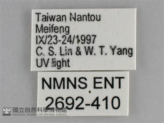 大胡麻斑星尺蛾藏品圖，第3張