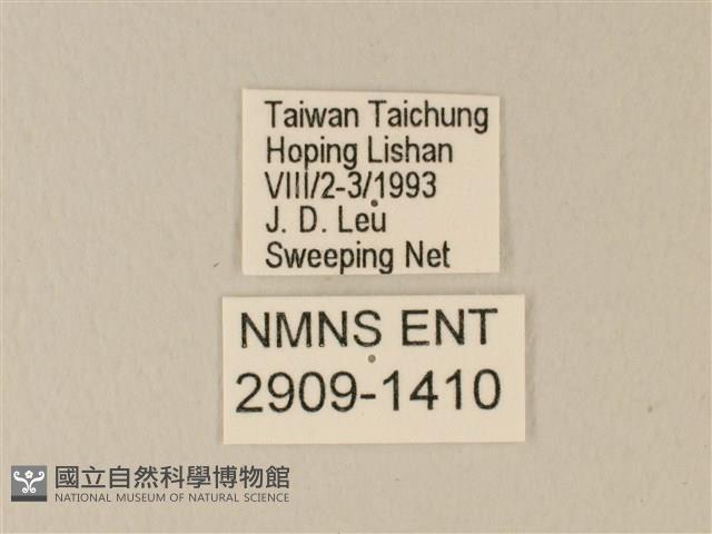 流星絹粉蝶藏品圖，第3張