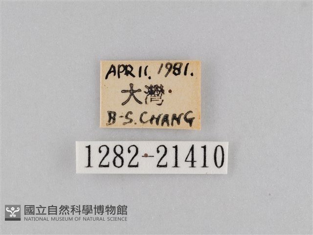 密紋波眼蝶藏品圖，第3張