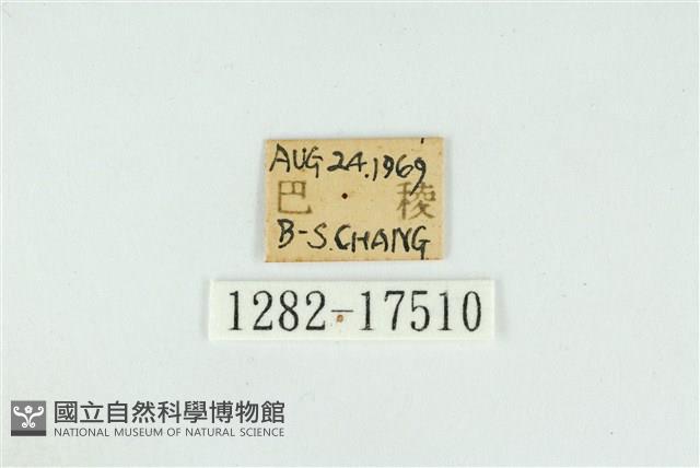 小鑽灰蝶藏品圖，第3張