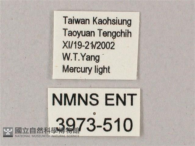 雙斑白肩天蛾藏品圖，第3張